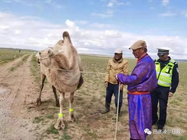 bayannaoer da Mongólia Interna usa fita adesiva reflexiva para as pernas de camelos